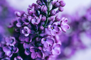 Beautiful lilac flowers. Spring flowering. Blooming bouquet of lilacs with a delicate tiny flower. Purple lilac flower on the bush. Summer time. Background