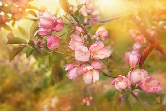 Pink apple tree flowers in the spring in the sunlight close-up. © dimmas72