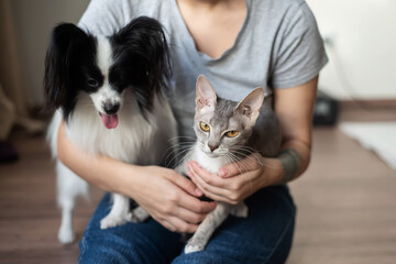 A woman holds in her hands a brush sphinx cat and a papillon dog