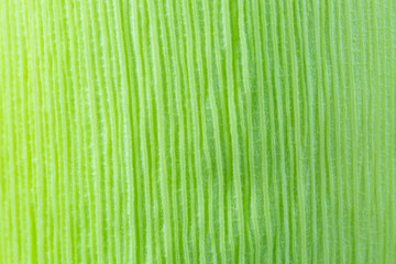 Green Corn leaf close up. Nature background