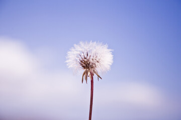 The dandelion on the background of blue sky