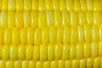 yellow corn as a background. macro