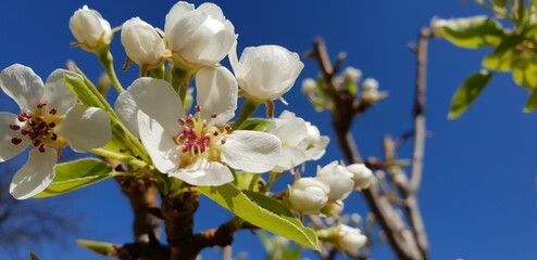 Spring pear branches flowers blooming on a sunny day over blue sky background	