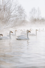 many white swans on the winter lake with steam