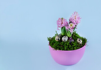 Hyacinth and quail eggs over moss in pink pot. Easter concept