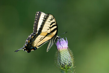 Butterfly 2020-38a / Tiger Swallowtail (Papilio glaucus)