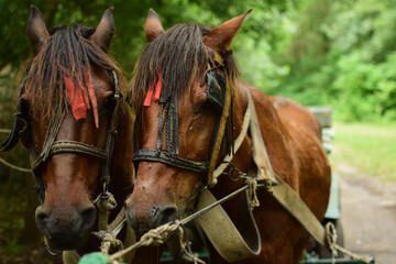 Obraz premium two horses in the stable