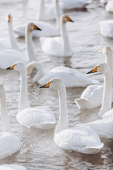 Obraz premium many white swans on the winter lake with steam