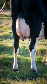 Ubre de vaca con manchas blancas y negras