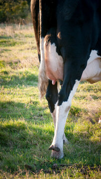 Ubre de vaca con manchas blancas y negras