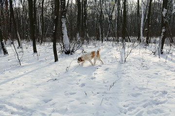 A large white red dog walks in the winter forest. There is a lot of snow on the ground and in the trees. Dog breed Central Asian Shepherd.
