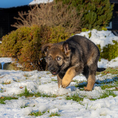 A nine weeks old German Shepherd puppy runs and look straight into the camera with a goofy look. Snow and green grass in the background
