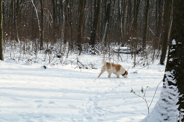 A large white red dog walks in the winter forest. There is a lot of snow on the ground and in the trees. Dog breed Central Asian Shepherd.