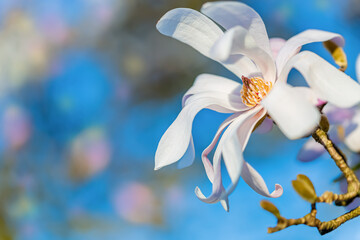 Fototapeta na wymiar Blooming magnolia flower on a tree branch and natural blurred background with bokeh. Blue sky. Shallow depth of field. Closeup.