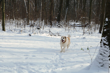 A large white red dog runs merrily through the snowy winter forest. The dog is a purebred Central Asian shepherd dog.