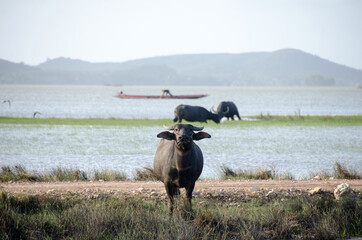 Water buffalo eating the grass in Songkhla Lake. Songkhla, Tailand