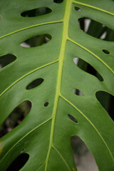 Fototapeta na wymiar Leaf texture and pattern. Closeup view of Monstera deliciosa, also known as split leaf Philodendron, large green leaves with ornamental holes. 