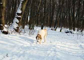 A large white red dog walks in the winter forest. There is a lot of snow on the ground and in the trees. Dog breed Central Asian Shepherd.