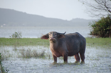Water buffalo eating the grass in Songkhla Lake. Songkhla, Tailand