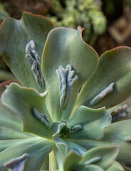 Exotic hybrid succulent plants. Closeup view of an Echeveria gibbiflora Caronculata caruncle...