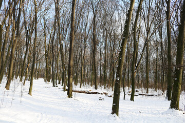 Snowy winter forest. The trees are covered with white fluffy snow. Many branches.