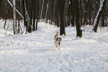 A large white red dog walks in the winter forest. There is a lot of snow on the ground and in the trees. Dog breed Central Asian Shepherd.
