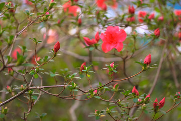 Red azaleas in bloom, flowers against green foliage blurred background. Home and garden plant care. Place for text.