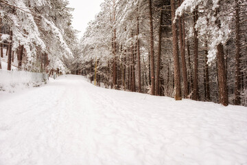 Snowy panorama of the woodlands surrounding the village of Brallo (Lombardy, Northern Italy). Is a small village in the hilly area of Oltrepo Pavese, between Lombardy and Ligurian Regions.