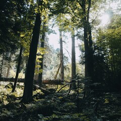 Fototapeta premium light through trees