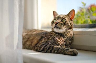 Gray brown tabby cat relaxing on window sill ledge, sun shines to himr, closeup detail