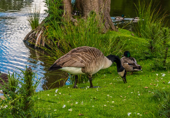 Geese and Mallard ducks on the banks of a lake in Warwickshire, UK