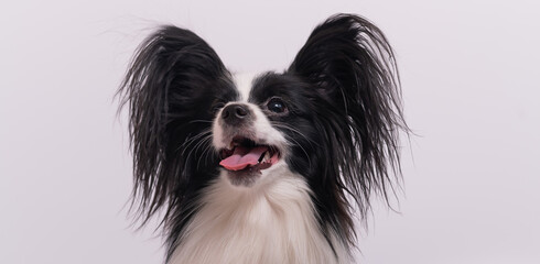 Portrait of cute eared dog Spaniel Continental Papillon on a white background