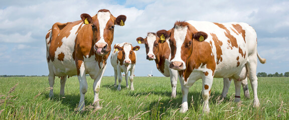 red and white cows in green grassy dutch meadow under blue sky with white clouds © ahavelaar