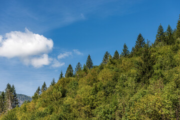 Obraz premium Closeup of a green forest in summer with evergreen and deciduous trees on blue sky with clouds. Alps, Val di Fiemme, Trentino-Alto Adige, Trento province, Italy, Europe.