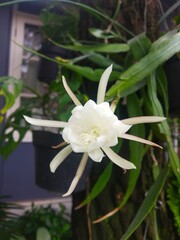 Fototapeta premium white and yellow flower