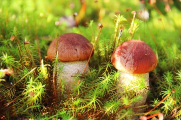 mushroom in the forest