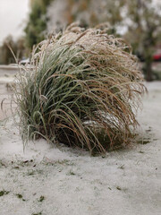 Naklejka premium Cool Frozen Bush