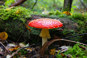 mushroom red amanita