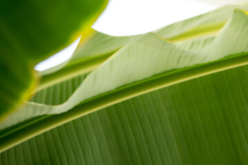 Macro of green leave with line texture in soft light