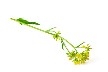 Bittercress (Barbarea vulgaris) know as herb barbara, rocketcress, winter rocket. Flowers with leaves isolated on a white background.