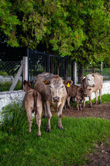 Fototapeta premium Argentinian routes of brown cow, black bull and calf gravel and dirt between countryside landscapes mountains and mountains of Cordoba Argentina in the vicinity of Characato in summer