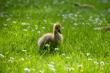 A young Canada gosling in a park.