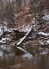 Snow Tipped Logs, Reflection in Stream Water
