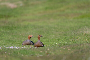 The Upland goose or Magellan goose (Chloephaga picta)