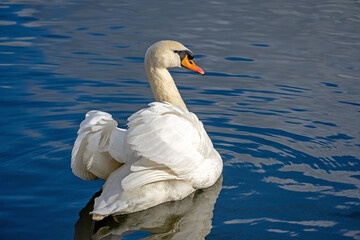 Höckerschwan auf einem See