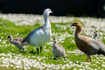 The Upland goose or Magellan goose (Chloephaga picta)