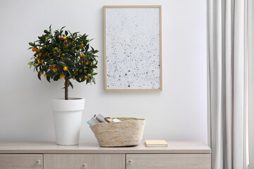 Potted kumquat tree with ripening fruits indoors. Interior design