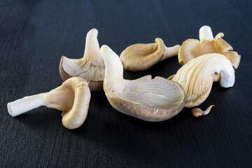 Austern-Seitling fresh raw mushroom close up