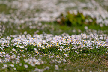 Obraz premium The Common Daisy (bellis perennis)