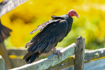 The turkey vulture (Cathartes aura)